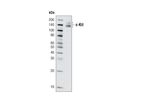 Western Blotting Image 2: c-Kit Antibody