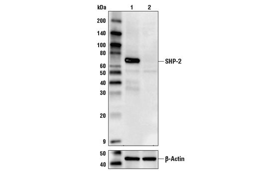  Image 1: SHP-2 Antibody Sampler Kit