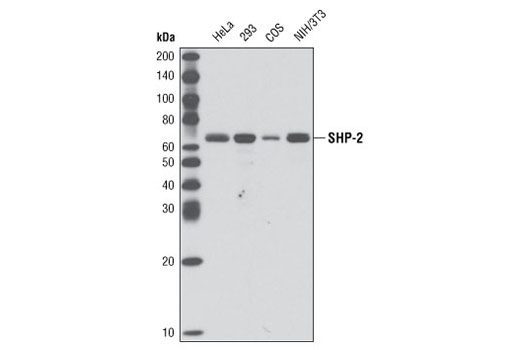  Image 5: SHP-2 Antibody Sampler Kit
