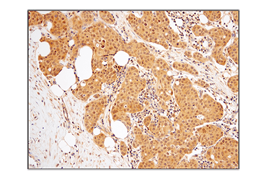 Immunohistochemistry Image 2: SHP-2 (D50F2) Rabbit mAb