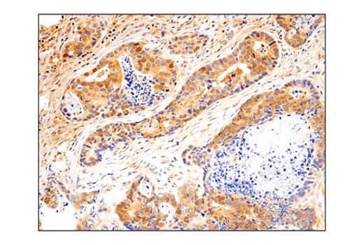Immunohistochemistry Image 4: SHP-2 (D50F2) Rabbit mAb