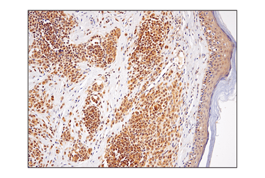 Immunohistochemistry Image 5: SHP-2 (D50F2) Rabbit mAb