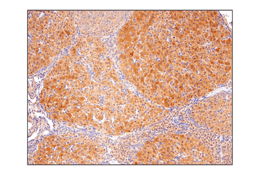 Immunohistochemistry Image 6: SHP-2 (D50F2) Rabbit mAb