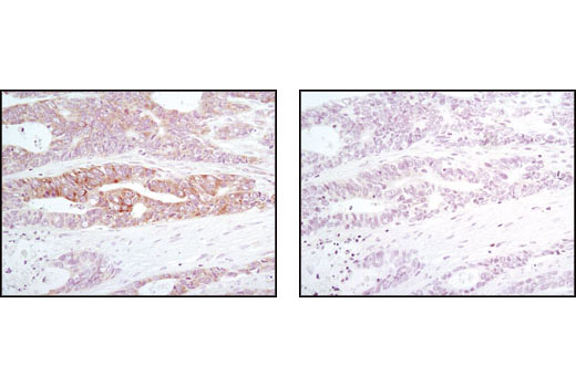  Image 17: Host Cell Viral Restriction Factor Antibody Sampler Kit