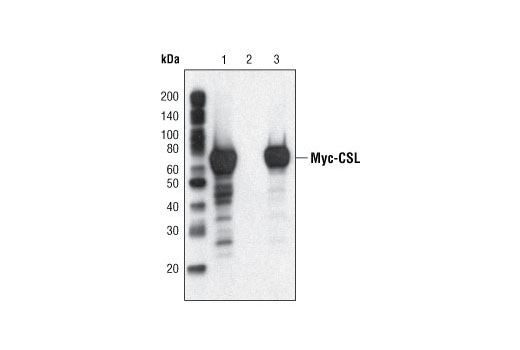 Immunoprecipitation Image 1: Myc-Tag (9B11) Mouse mAb (Sepharose® Bead Conjugate)