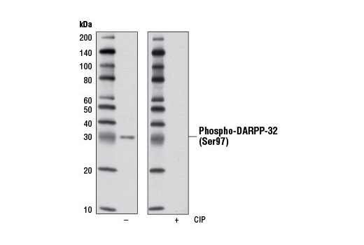 Western Blotting Image 1: Phospho-DARPP-32 (Ser97) (D11A5) Rabbit mAb