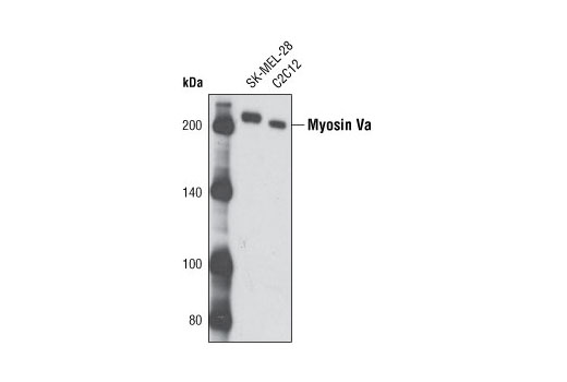 Western Blotting Image 1: Myosin Va Antibody