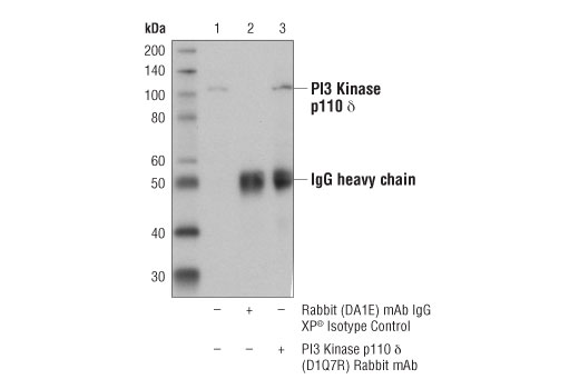 Immunoprecipitation Image 1: PI3 Kinase p110 δ (D1Q7R) Rabbit mAb