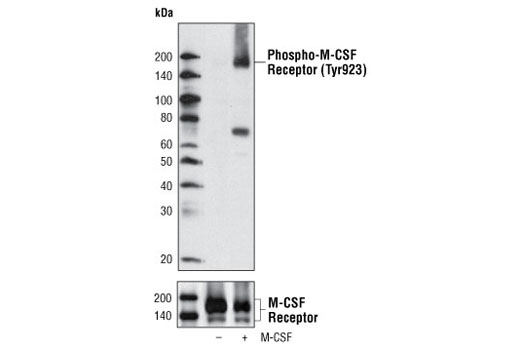Western Blotting Image 1: Phospho-CSF-1R/M-CSF-R (Tyr923) Antibody