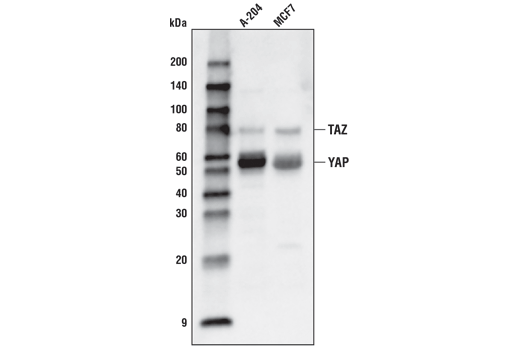 Western Blotting Image 1: YAP/TAZ (D24E4) Rabbit mAb (Biotinylated)