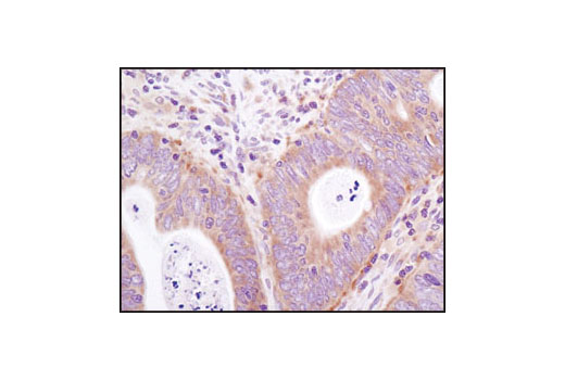 Immunohistochemistry Image 1: eIF3A (D51F4) XP® Rabbit mAb