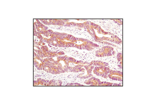 Immunohistochemistry Image 2: eIF3H (D9C1) XP® Rabbit mAb
