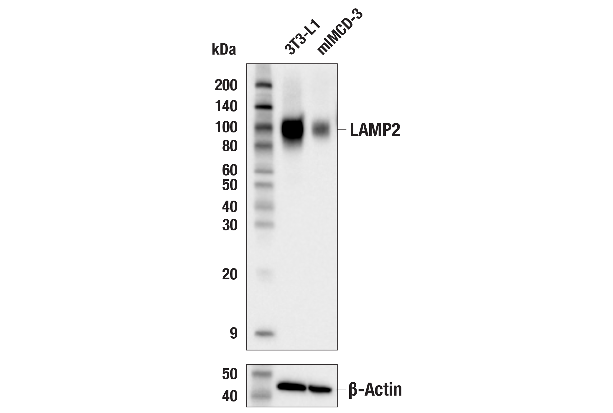  Image 9: Lysosomal Marker Antibody Sampler Kit