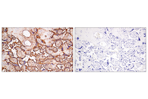 Immunohistochemistry Image 8: CD141/Thrombomodulin (E7Y9P) XP® Rabbit mAb (BSA and Azide Free)