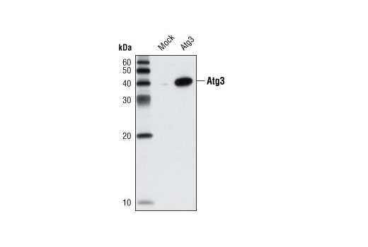  Image 13: Autophagy Vesicle Elongation (LC3 Conjugation) Antibody Sampler Kit