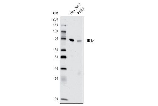  Image 4: Microglia LPS-Related Module Antibody Sampler Kit