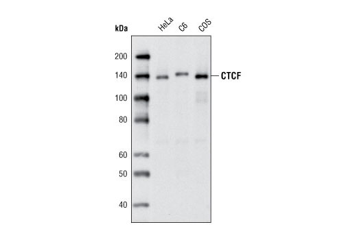 Western Blotting Image 1: CTCF (D1A7) XP® Rabbit mAb