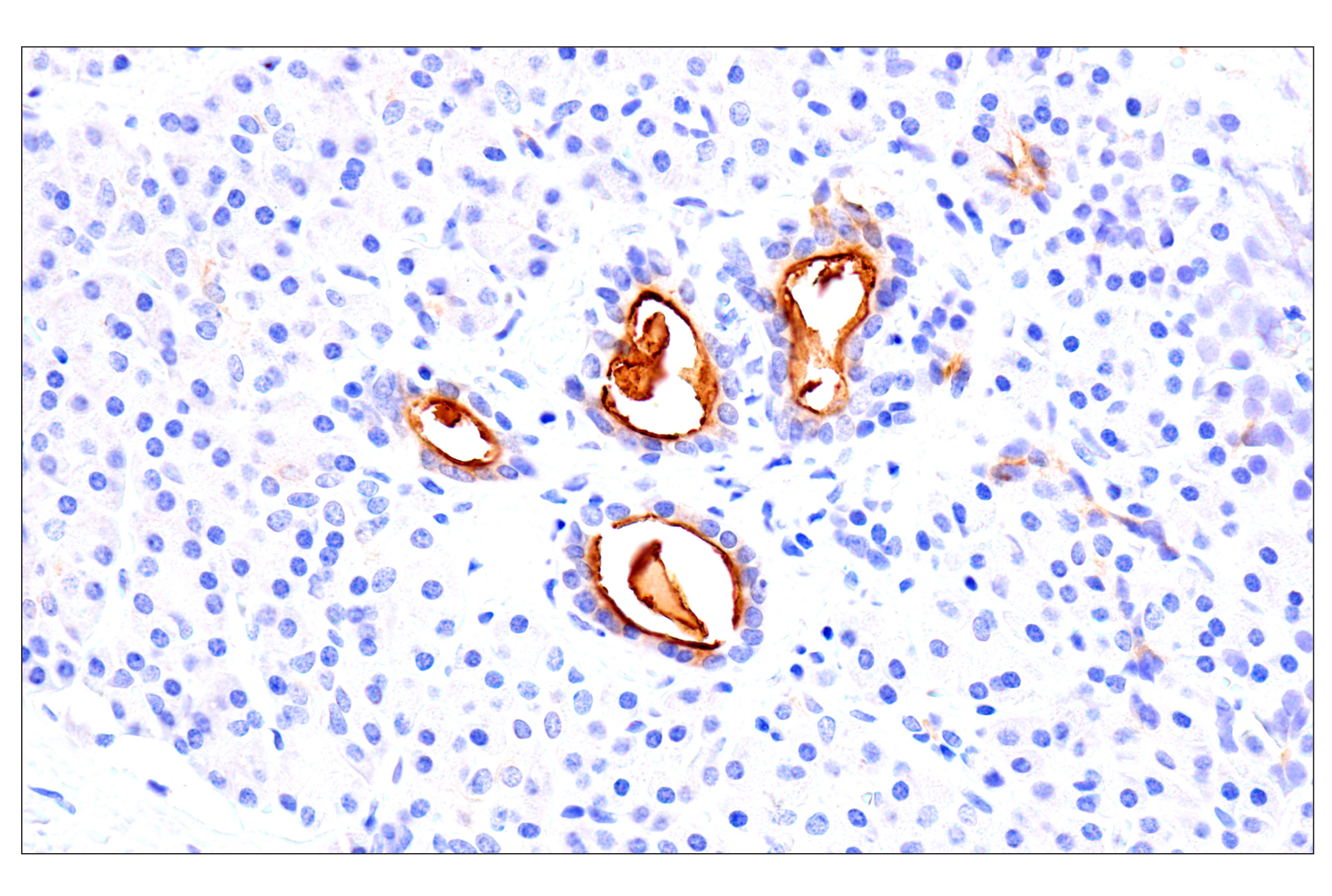 Immunohistochemistry Image 10: CEACAM7 (E5Q6X) Rabbit mAb (BSA and Azide Free)