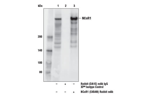 Immunoprecipitation Image 1: NCoR1 (E4S4N) Rabbit mAb