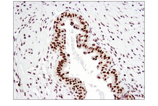 Immunohistochemistry Image 1: NCoR1 (E4S4N) Rabbit mAb