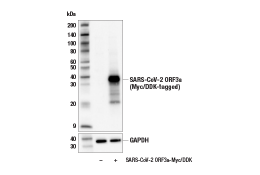 Western Blotting Image 2: SARS-CoV-2 ORF3a Antibody