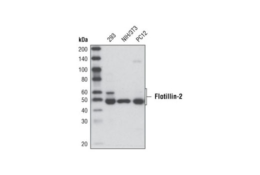 Western Blotting Image 1: Flotillin-2 (C42A3) Rabbit mAb