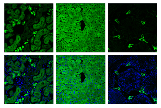 Immunofluorescence Image 2: ALDH1L1 (E7D7G) Rabbit mAb