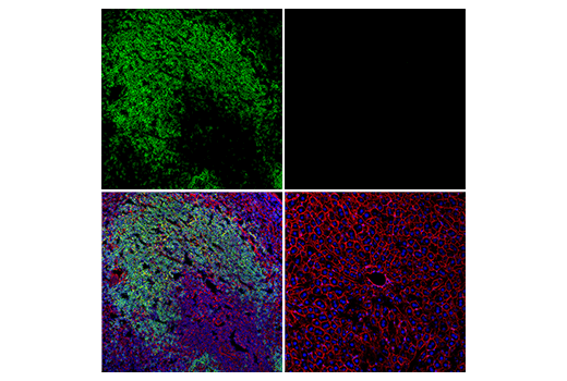 Immunofluorescence Image 1: CD45R/B220 (RA3-6B2) Rat mAb (FITC Conjugate)