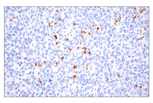 Immunohistochemistry Image 2: GITR (E9O9H) Rabbit mAb (BSA and Azide Free)