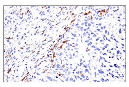 Immunohistochemistry Image 3: GITR (E9O9H) Rabbit mAb (BSA and Azide Free)