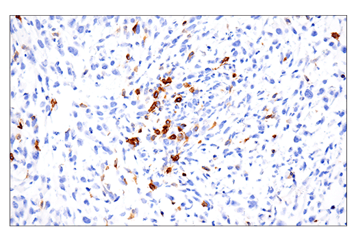 Immunohistochemistry Image 4: GITR (E9O9H) Rabbit mAb (BSA and Azide Free)