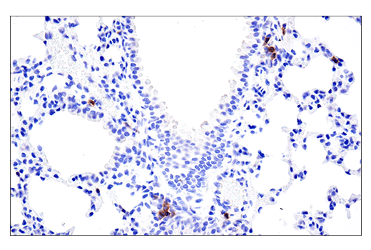 Immunohistochemistry Image 6: GITR (E9O9H) Rabbit mAb (BSA and Azide Free)