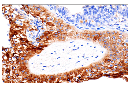 Immunohistochemistry Image 1: CD109 (E4I2V) Rabbit mAb (BSA and Azide Free)