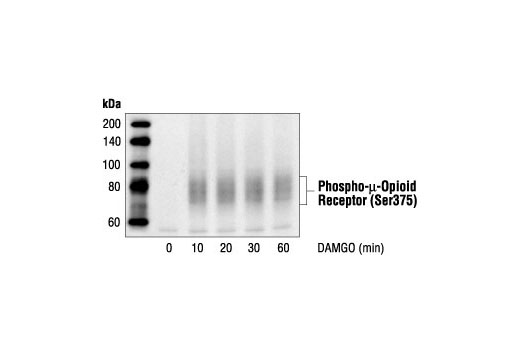 Western Blotting Image 1: Phospho-μ-Opioid Receptor (Ser375) Antibody