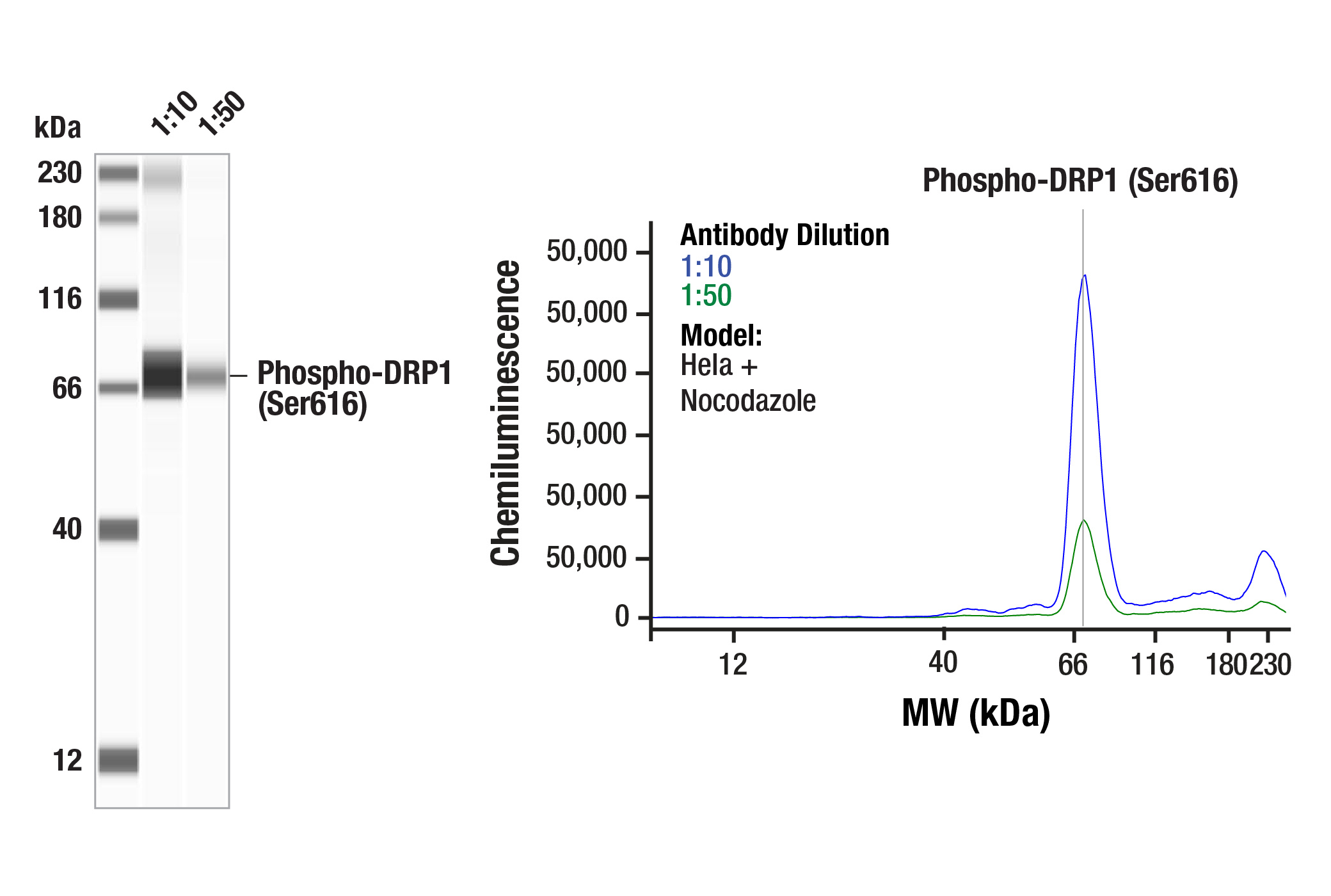 Western Blotting Image 3: Phospho-DRP1 (Ser616) Antibody