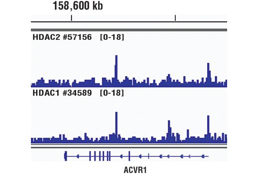 Chromatin Immunoprecipitation Image 1: HDAC1 (D5C6U) XP® Rabbit mAb