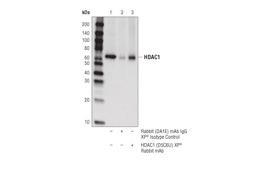 Immunoprecipitation Image 1: HDAC1 (D5C6U) XP® Rabbit mAb