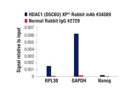 Chromatin Immunoprecipitation Image 3: HDAC1 (D5C6U) XP® Rabbit mAb