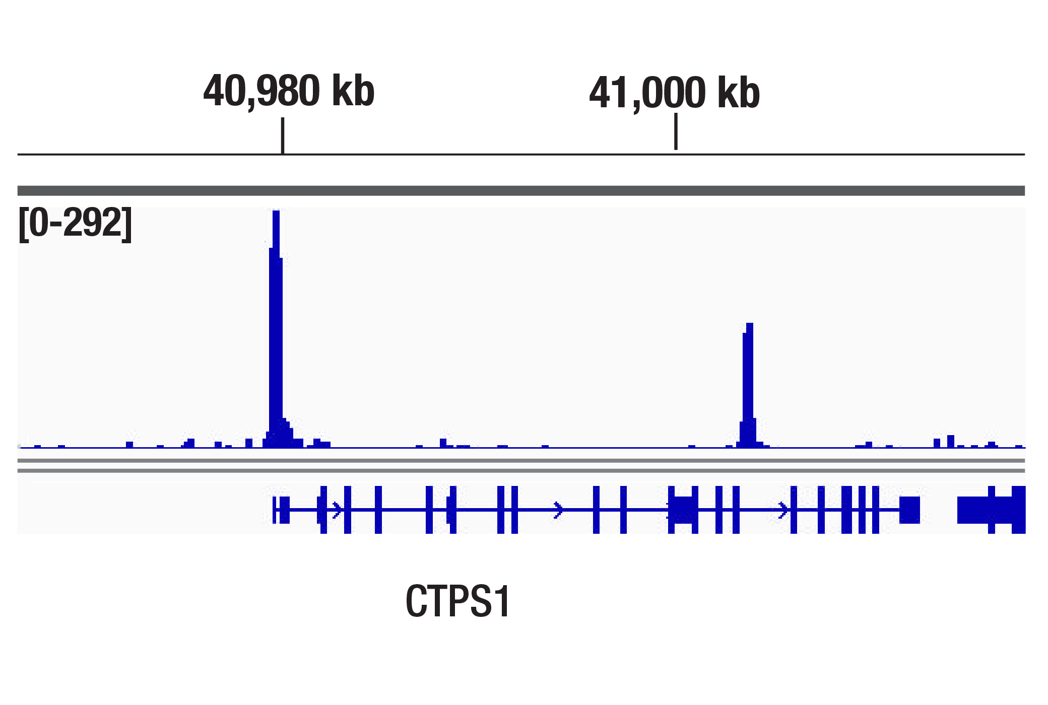 CUT and Tag Image 1: HDAC1 (D5C6U) XP® Rabbit mAb