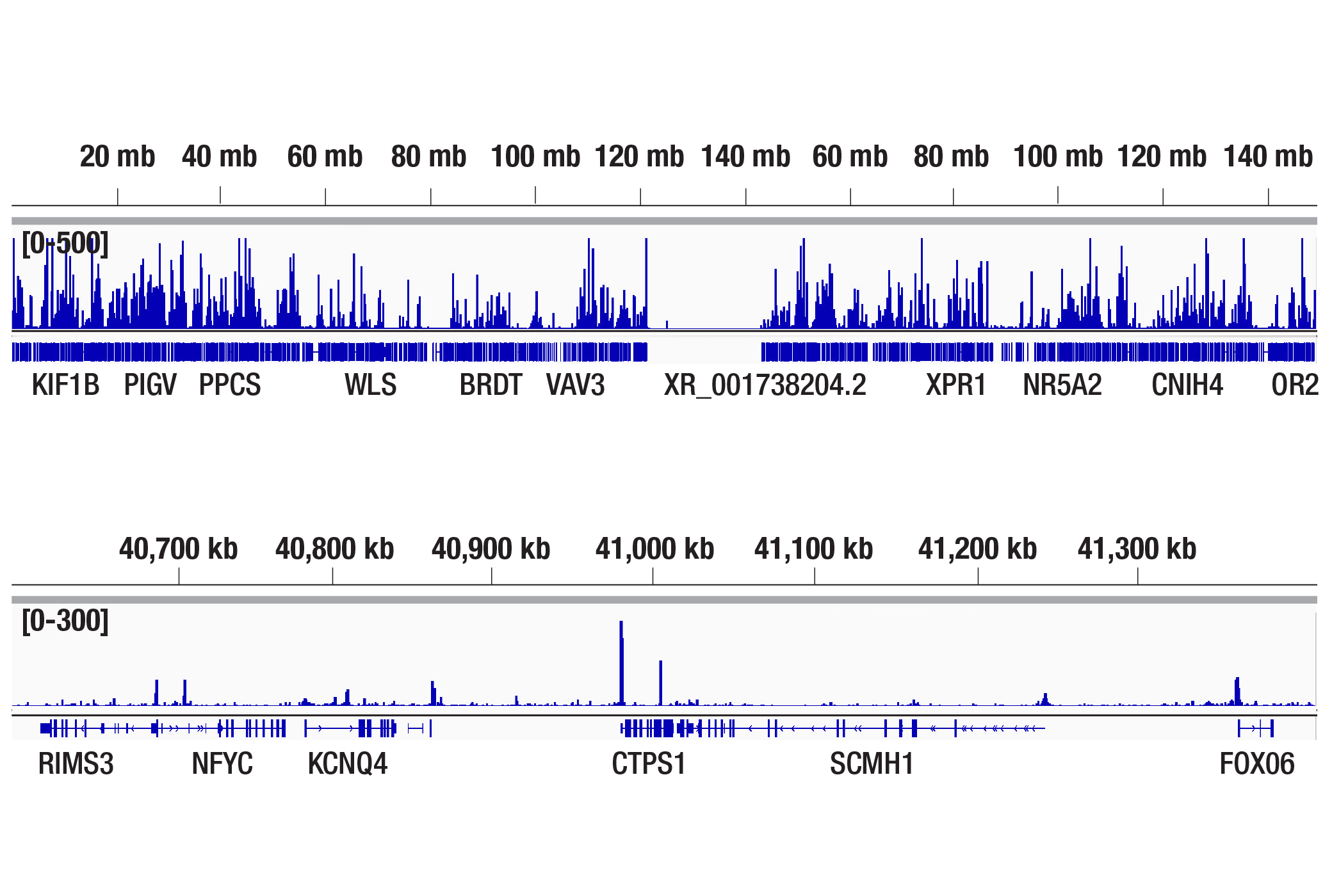 CUT and Tag Image 2: HDAC1 (D5C6U) XP® Rabbit mAb