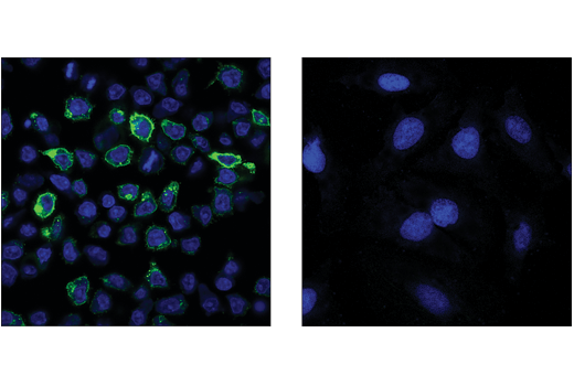 Immunofluorescence Image 1: 4-1BB/CD137/TNFRSF9 (D2Z4Y) Rabbit mAb