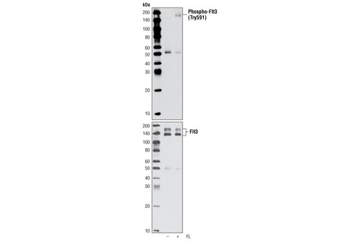 Western Blotting Image 1: Phospho-FLT3 (Tyr591) Antibody