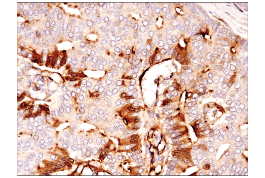Immunohistochemistry Image 5: Clusterin (D7N2K) XP® Rabbit mAb
