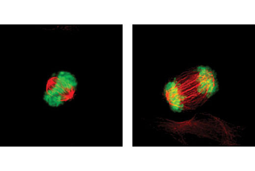 Immunofluorescence Image 1: Phospho-Histone H3 (Ser10) (D2C8) XP® Rabbit mAb (Alexa Fluor® 488 Conjugate)