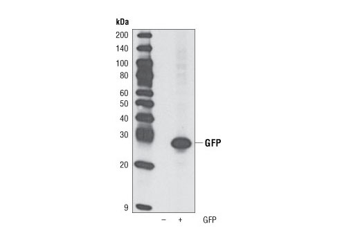 Western Blotting Image 1: GFP (D5.1) Rabbit mAb (BSA and Azide Free)
