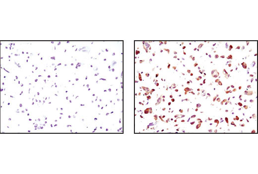 Immunohistochemistry Image 1: GFP (D5.1) Rabbit mAb (BSA and Azide Free)