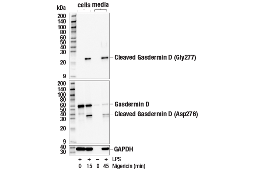 Western Blotting Image 1: Cleaved Gasdermin D (Gly277) Antibody