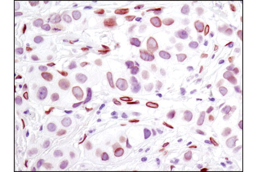 Immunohistochemistry Image 1: Lamin A/C (4C11) Mouse mAb (BSA and Azide Free)