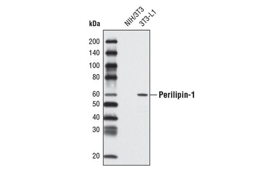 Western Blotting Image 1: Perilipin-1 (D418) Antibody