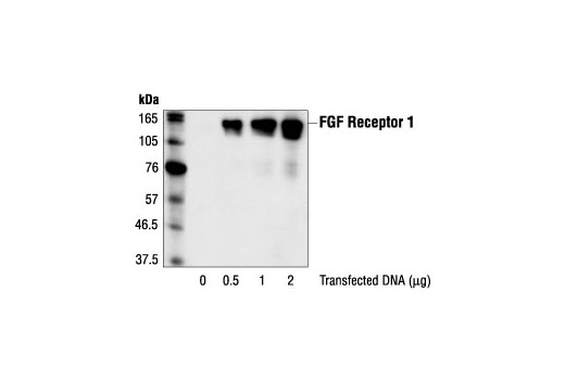 Western Blotting Image 1: FGF Receptor 1 Antibody